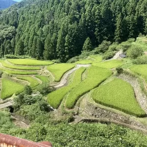 ご依頼で車両の引取をしてきました、天然”緑”がすごい上勝町の”樫原の棚田”のサムネイル